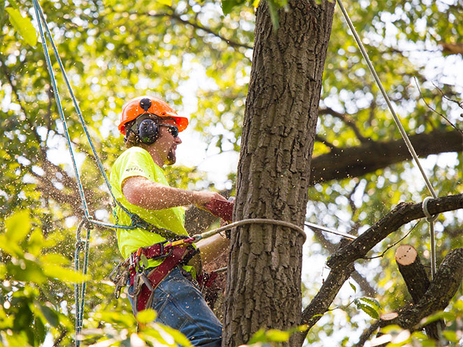 Here’s Why Hiring Tree Removal Experts Is Better Than Doing It On Your Own