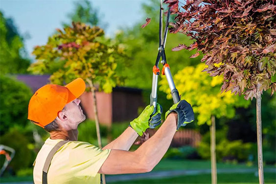 Reasons why winter tree removal is beneficial